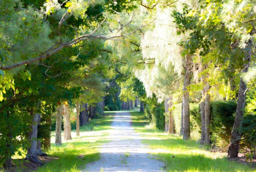 Peaceful walking trail through trees in Calvert County Maryland