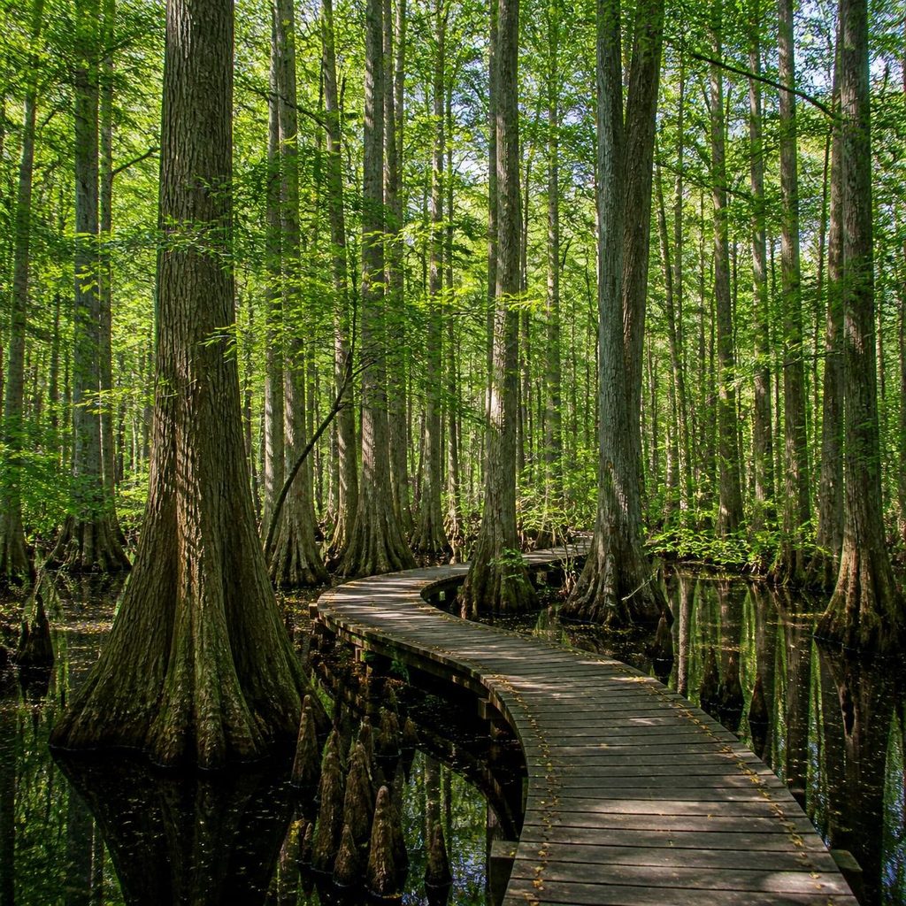 Battle Creek Cypress Swamp in St. Leonard Maryland — boardwalk trail through the northernmost natural stand of bald cypress trees on the East Coast