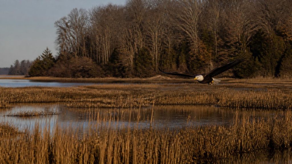 bald eagle over tidal waterfront near Nanjemoy Creek Charles County Maryland